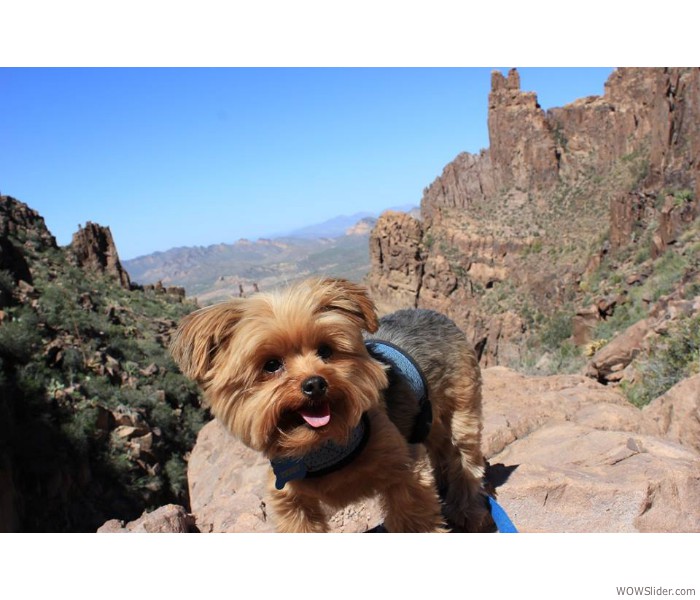 Teddy Hiking in Lost Dutchman State Park