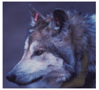 Gray wolf with tracking collar. 