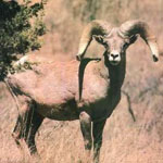 Bighorn sheep photo.