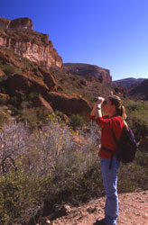 Birding in White Canyon Wilderness Area. Photo by Mark Miller.