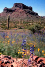 Cabeza Prieta Wildlife Refuge. Photo: Cabeza Prieta NWR