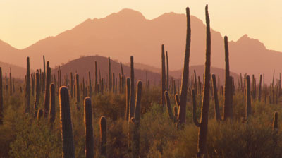 Ironwood Forest. Photo by Mark Miller.