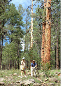 Ponderosa pine photo