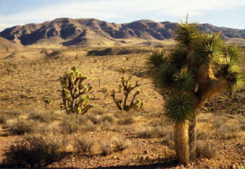 Joshua Tree photo
