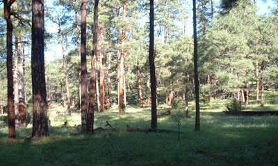 Ponderosa pine forest photo