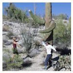 Saguaro dancing photo