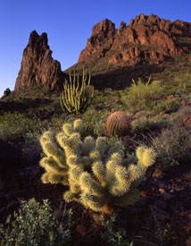 Organ pipe cactus.  Photo by Mark Miller.