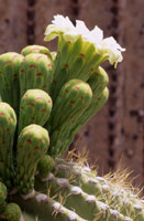 Saguaro blossoms. Photo by Mark Miller.