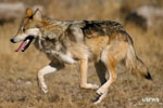 Mexican gray wolf photo.