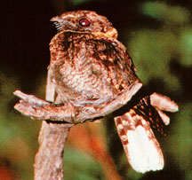 Nightjar. Photo by Jim Burns.