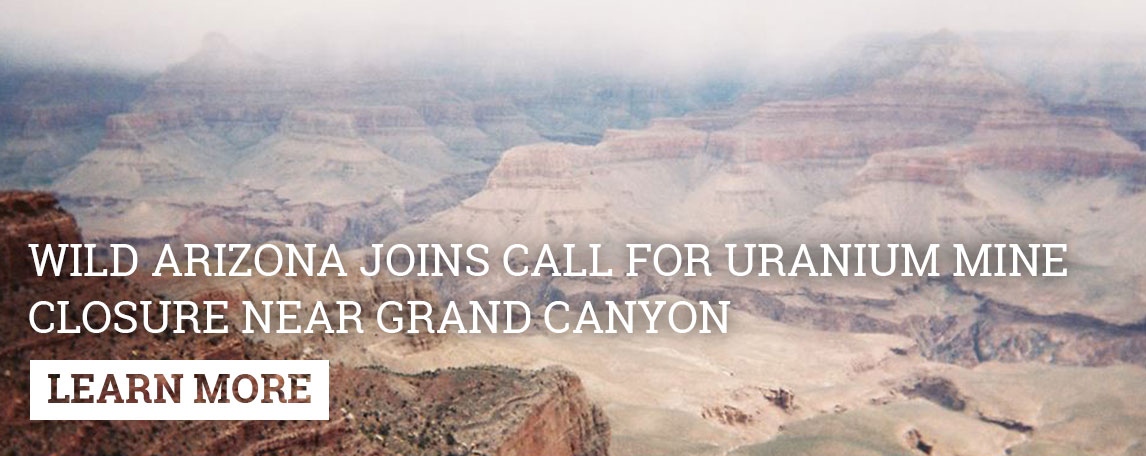 Arizona State vs Grand Canyon Live Streams Link 2