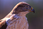 Ferruginous hawk. Photo by Mark Miller.
