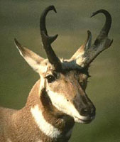 Antelope photo.