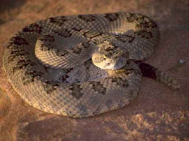 Rattlesnake photo.