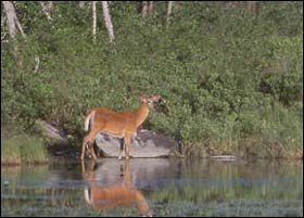 Deer, photo by Bill Silliker. 