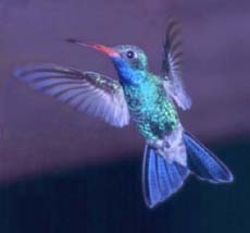 Broad-billed male hummingbird. Photo: Sherri Williamson, SABO