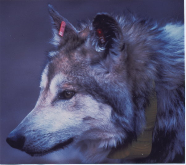 Mexican gray wolf with ear tags and collar. Photo by George Andrejko.