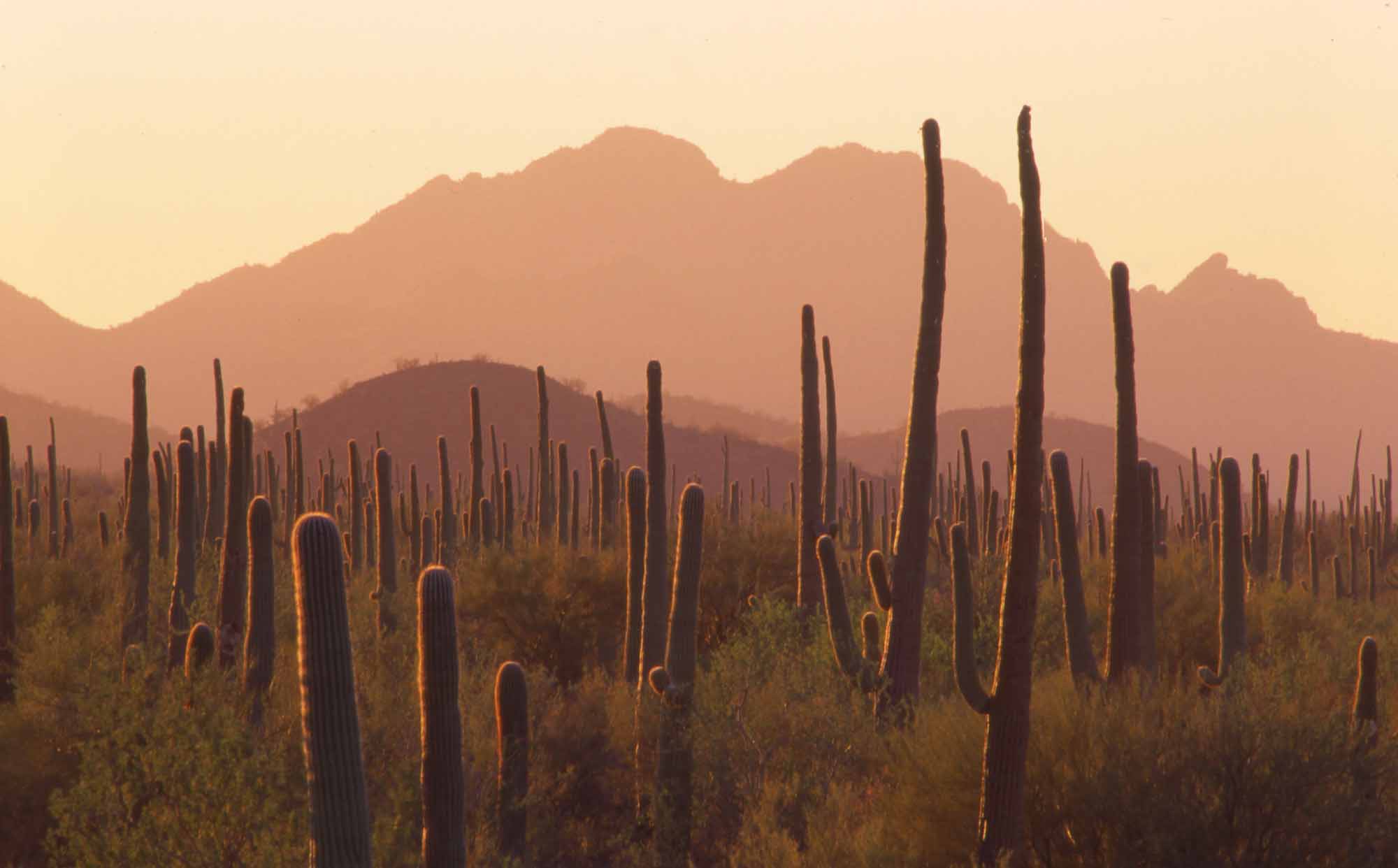 Saguaro stands, Ironwood Forest N.M. Photo by Mark Miller.