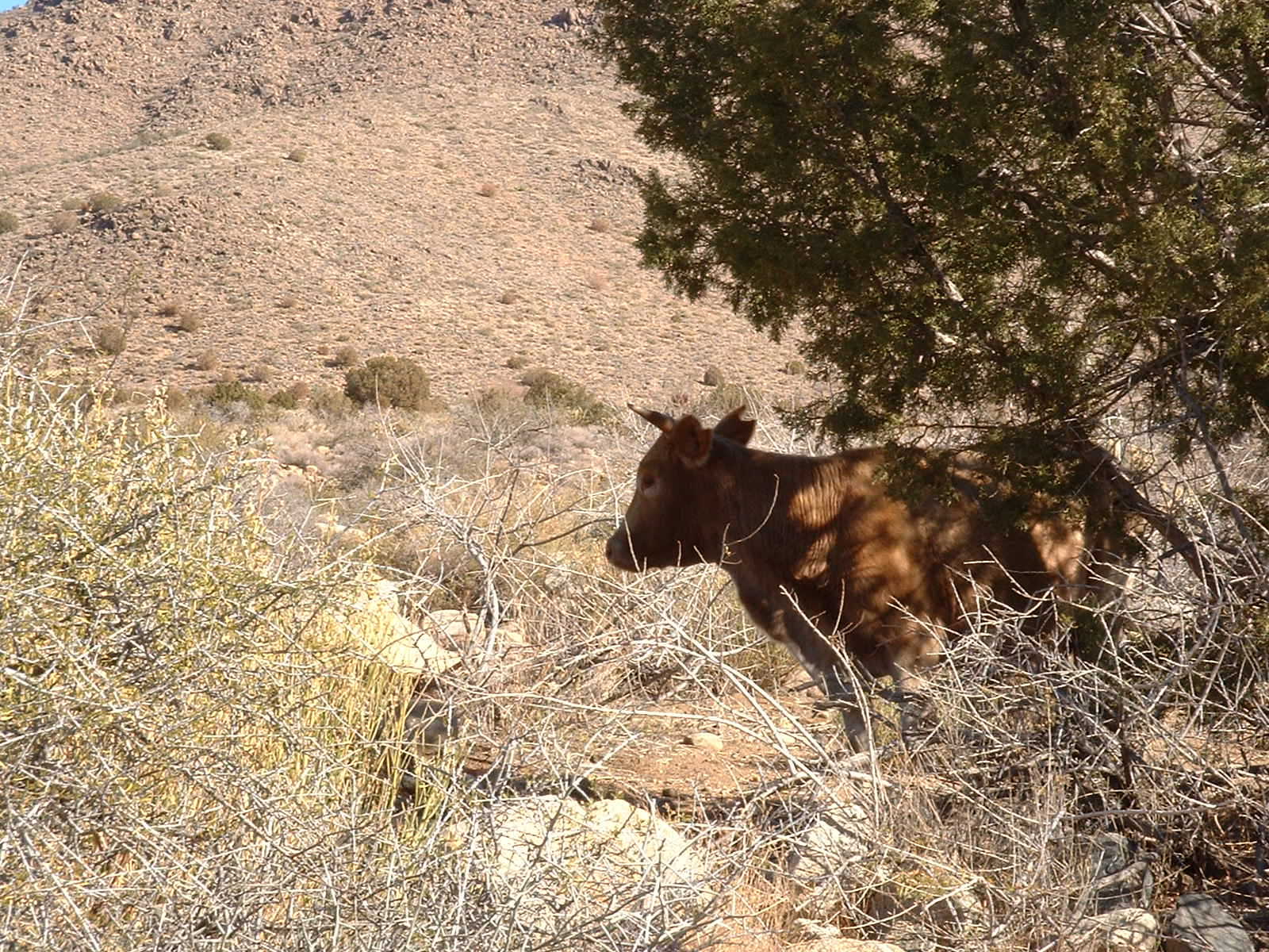 Cow on Mount Tipton. Photo by Jay Krienitz.