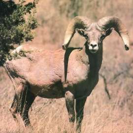 Bighorn ram. Photo by USFWS.