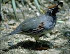 Gambel's quail. 