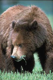 Grizzly bear. Photo by Robin Silver. 