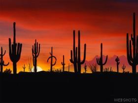 Sunset on the Sonoran Desert. 
