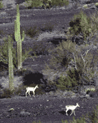 Endangered Sonoran pronghorn are seriously threatened by illegal travel in the refuge. 