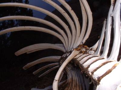Cow vertebrae. Photo by Jay Krienitz.