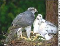 Goshawks with young. 