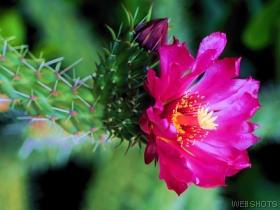 A blooming desert cholla.