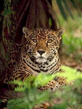 A jaguar is the 3rd largest cat in the world. 
