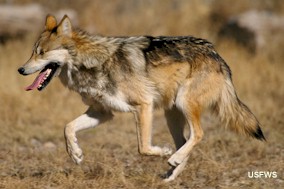 Mexican gray wolf. Photo by USFWS.