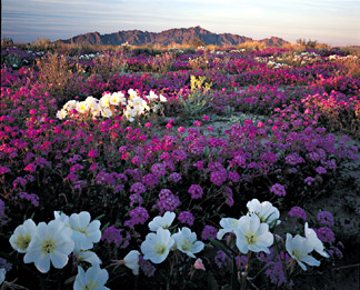 Wildflowers in Goldwater Range. Photo by Jack Dykinga. 