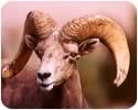Bighorn head 